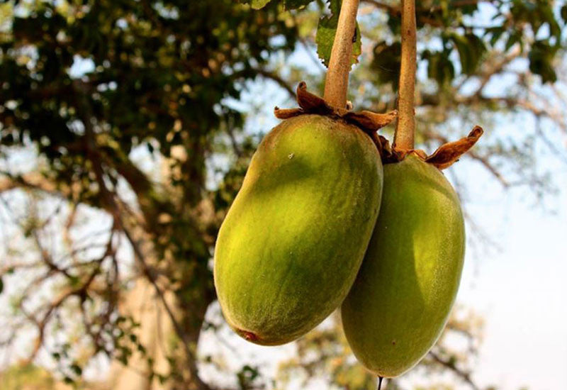Baobab Fruit Hanging