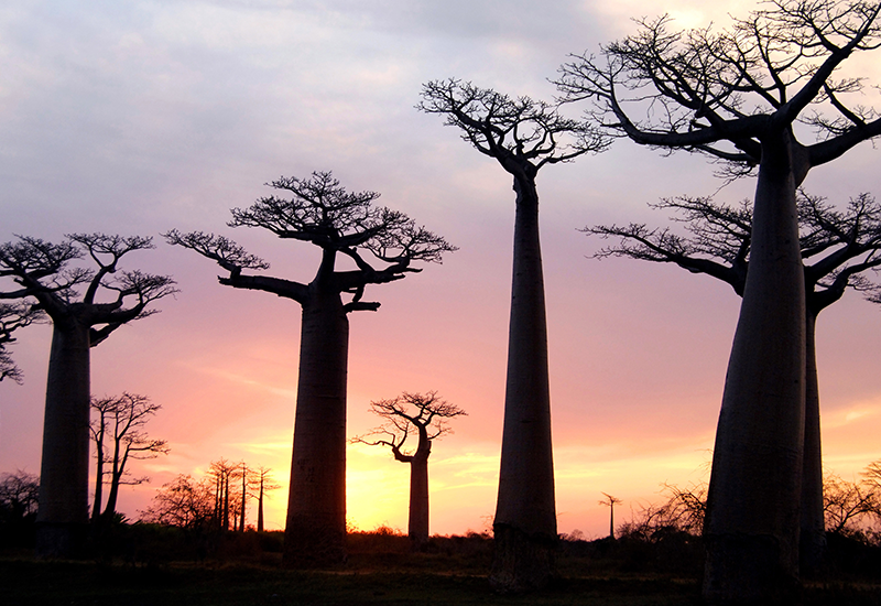 Baobab Trees