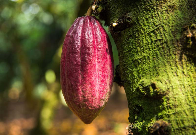 Cacao Pod