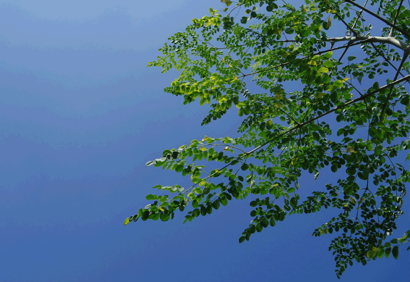 Moringa Leaves