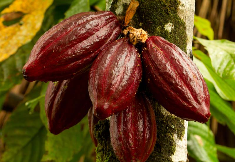 Aduna Cacao Pods