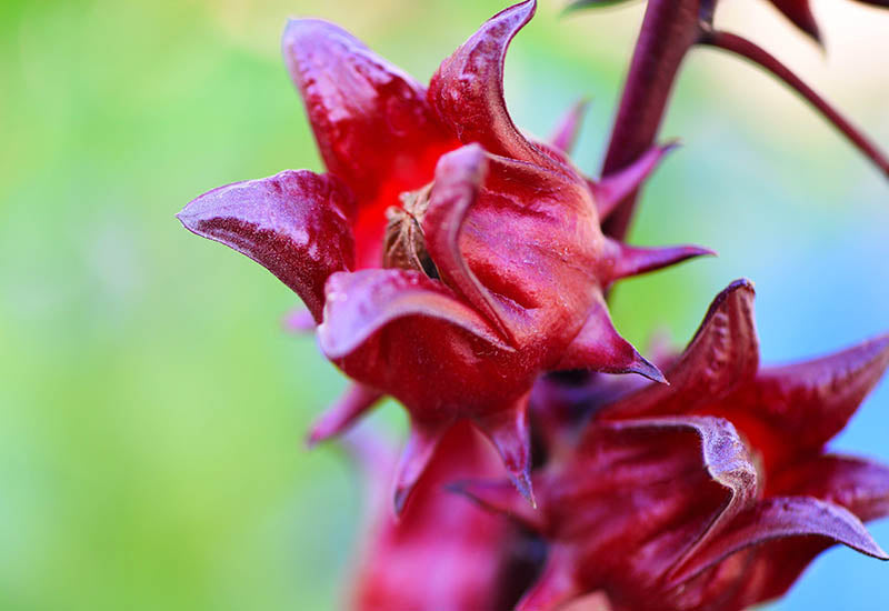 Hibiscus Fruit Calyx