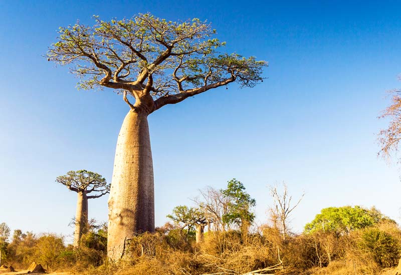 The Baobab Tree Africa S Iconic Tree Of Life Aduna