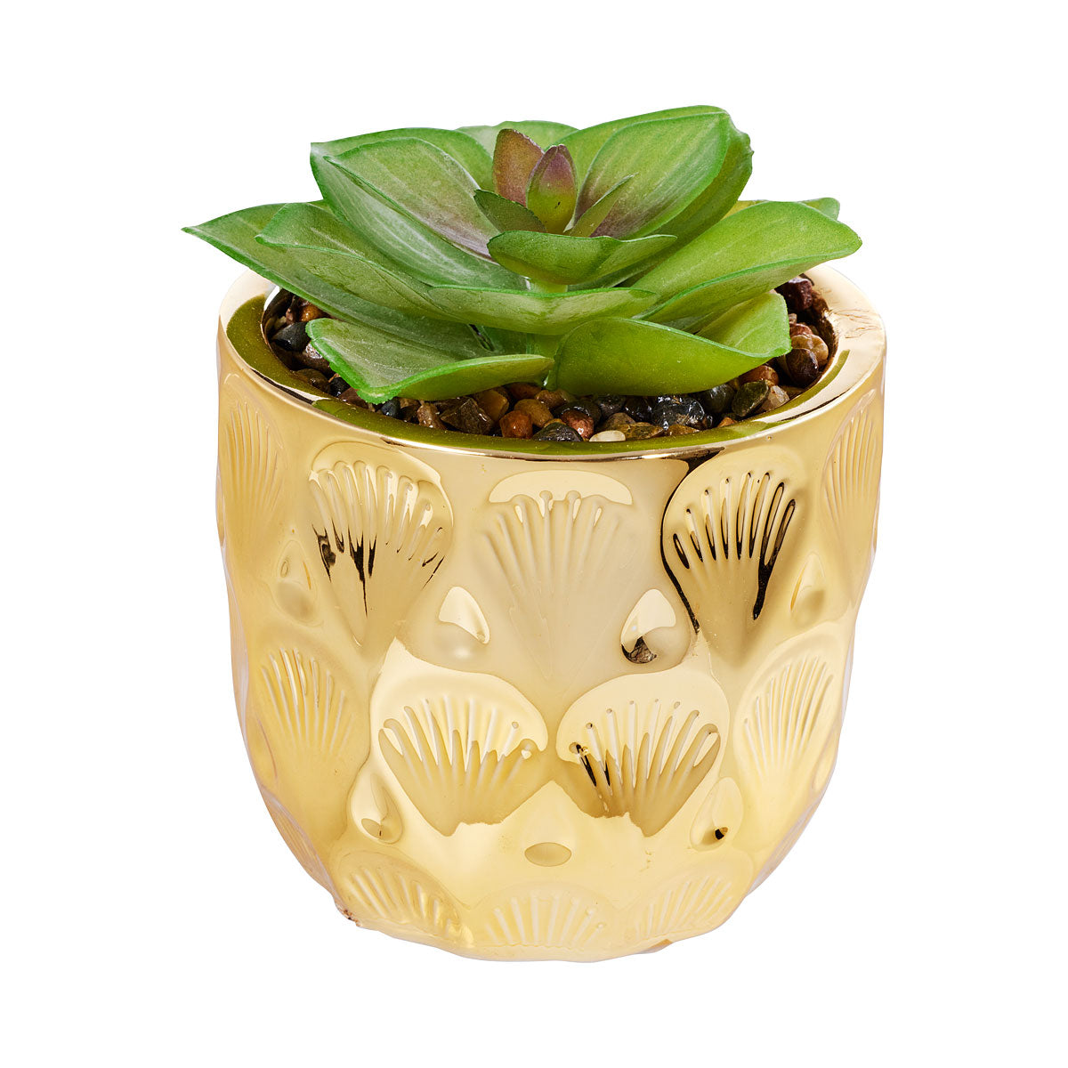 Succulent Golden Garden