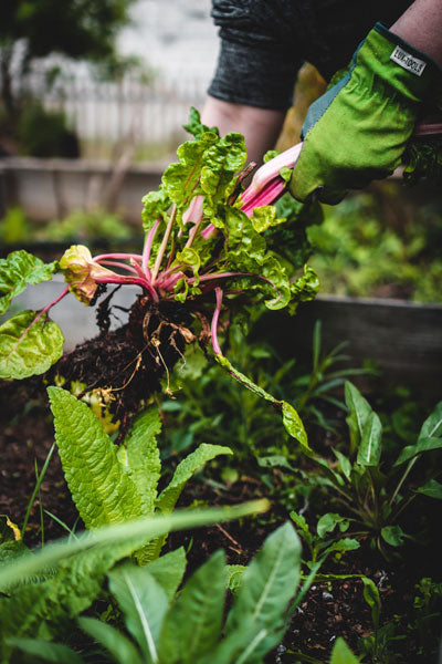 Légumes bio - WE ARE CLEAN - CLEAN PLANET