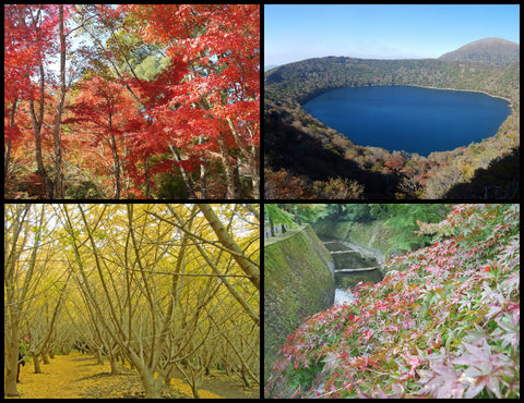 Kagoshima autumn leaves 