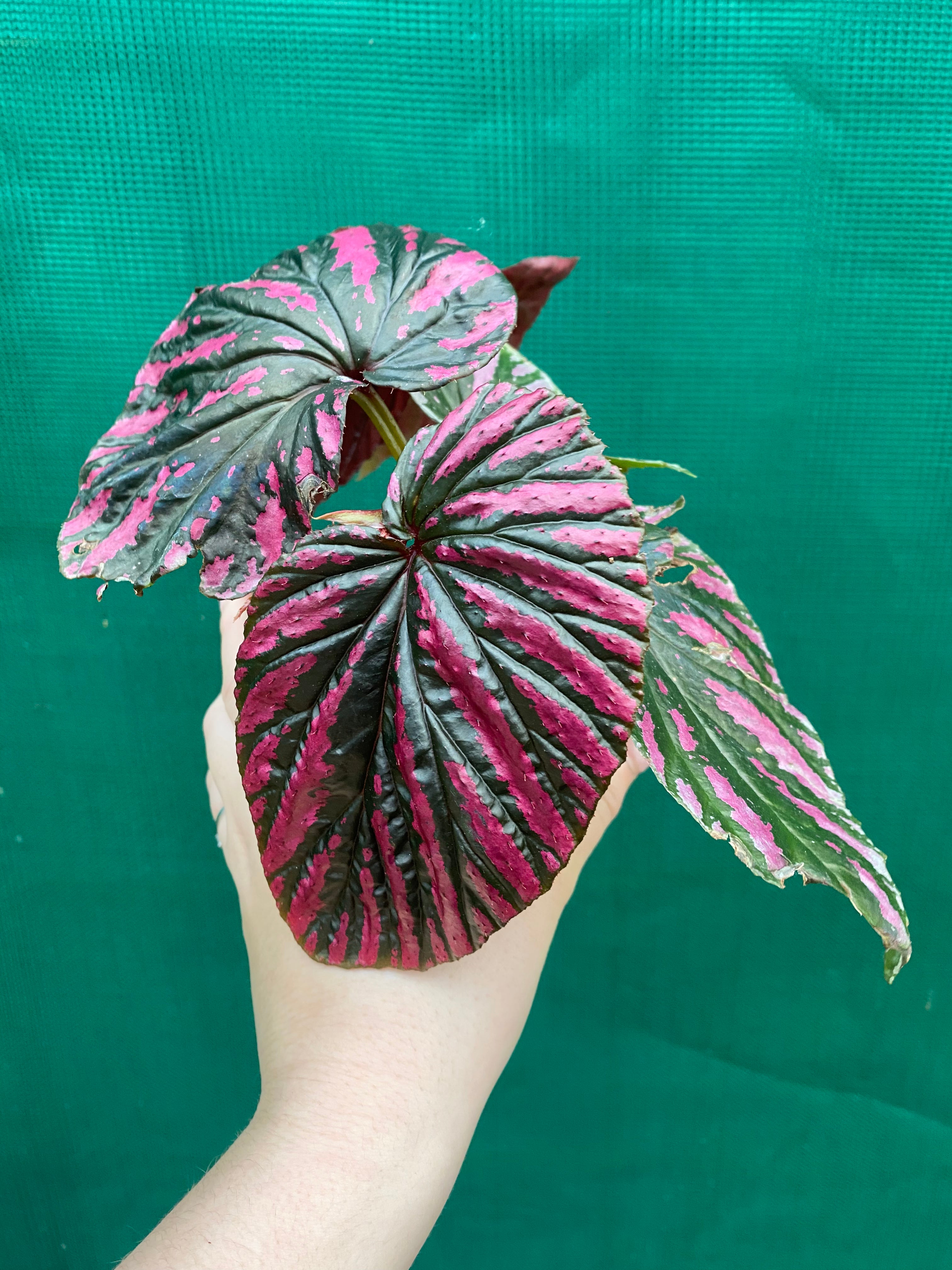 Begonia 'Brevirimosa' | Aroids Australia