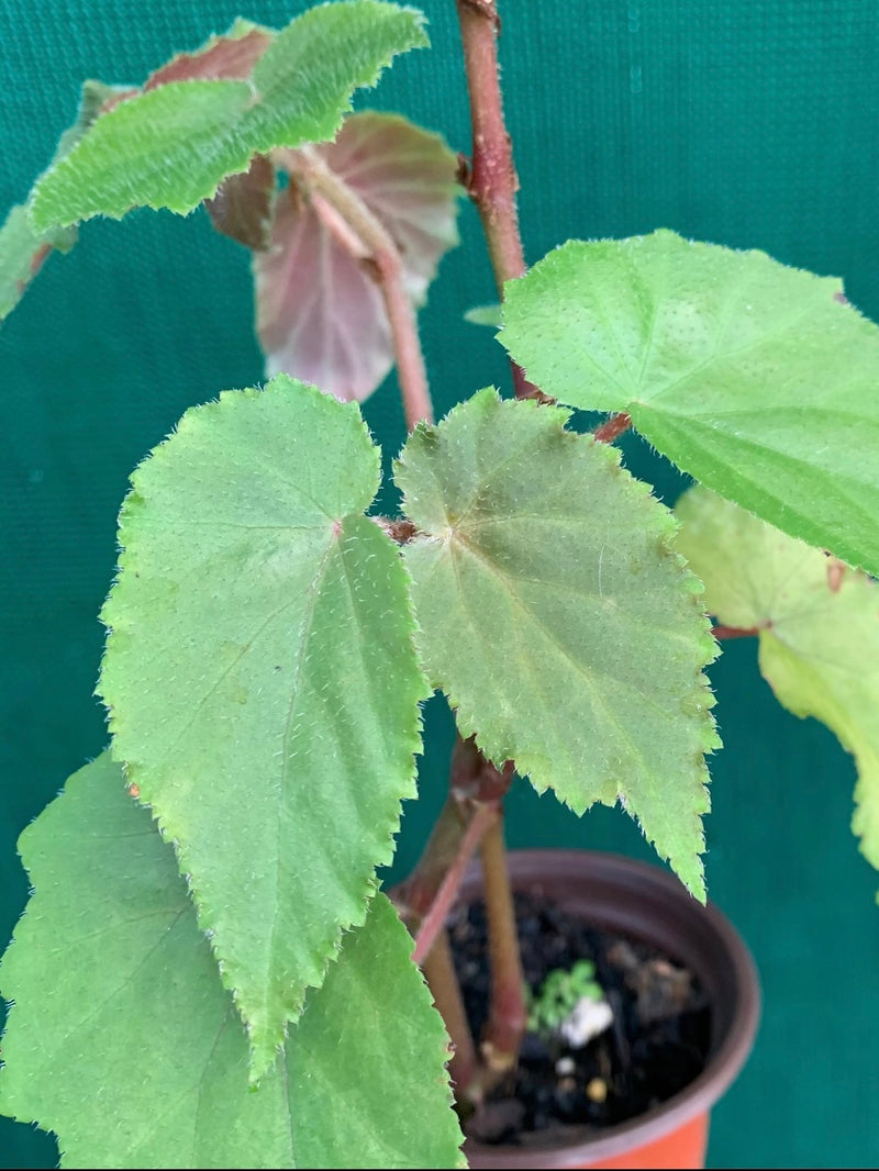 Begonia 'Brazil Species' | Aroids Australia