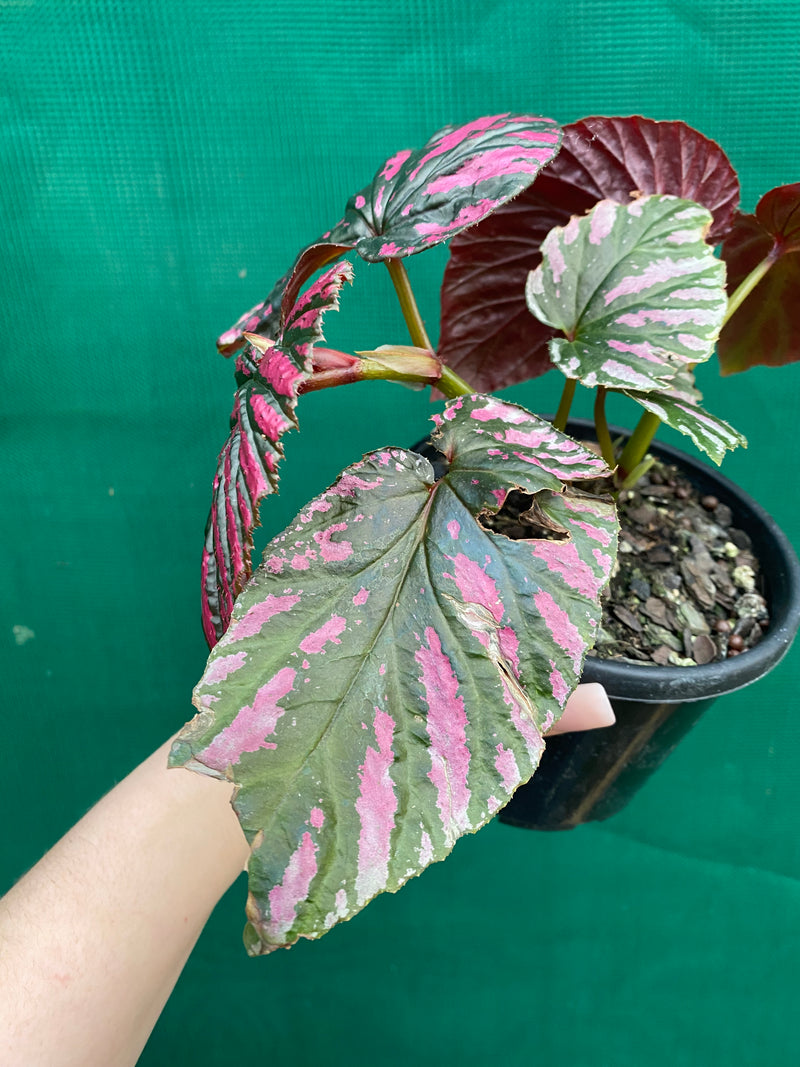 Begonia 'Brevirimosa' | Aroids Australia