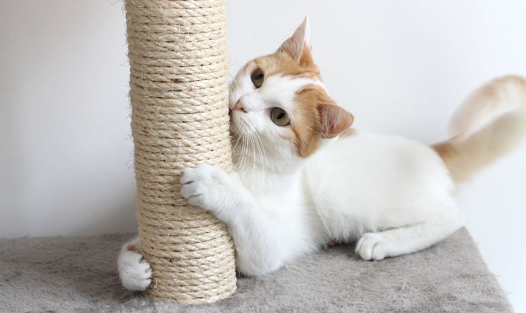 Cat Scratch Fever: What To Do When Your Cat Ruins Your Furniture