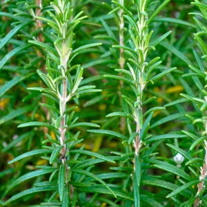 Rosemary leaves used to make rosemary extract