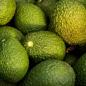 Avocados used to make avocado oil