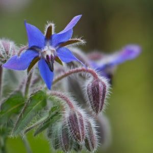 Starflower used to make borage seed oil