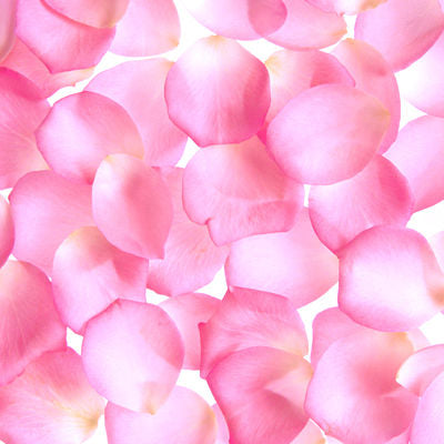 Light Pink Rose Petals  Rose Petals for Sale - Flower Explosion