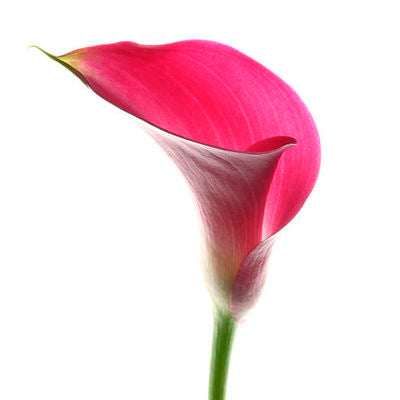 ايموجي مناظر طبيعية  Pink-mini-calla-lilies_521