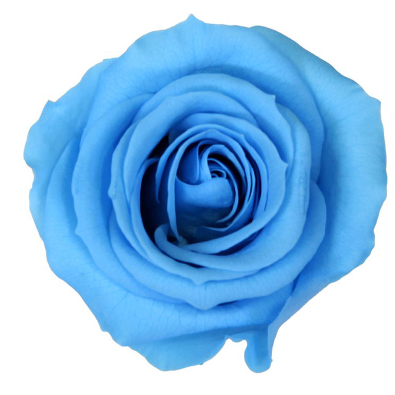 Rose Blue