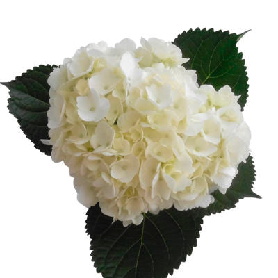 Image of Wholesale hydrangeas 1