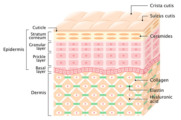 Die Haut, Hautbarriere, Barrierefunktion, Hautschichten, Hautschutzmantel, Hyaluron, Ceramide, Trockene Haut, gesunde Haut