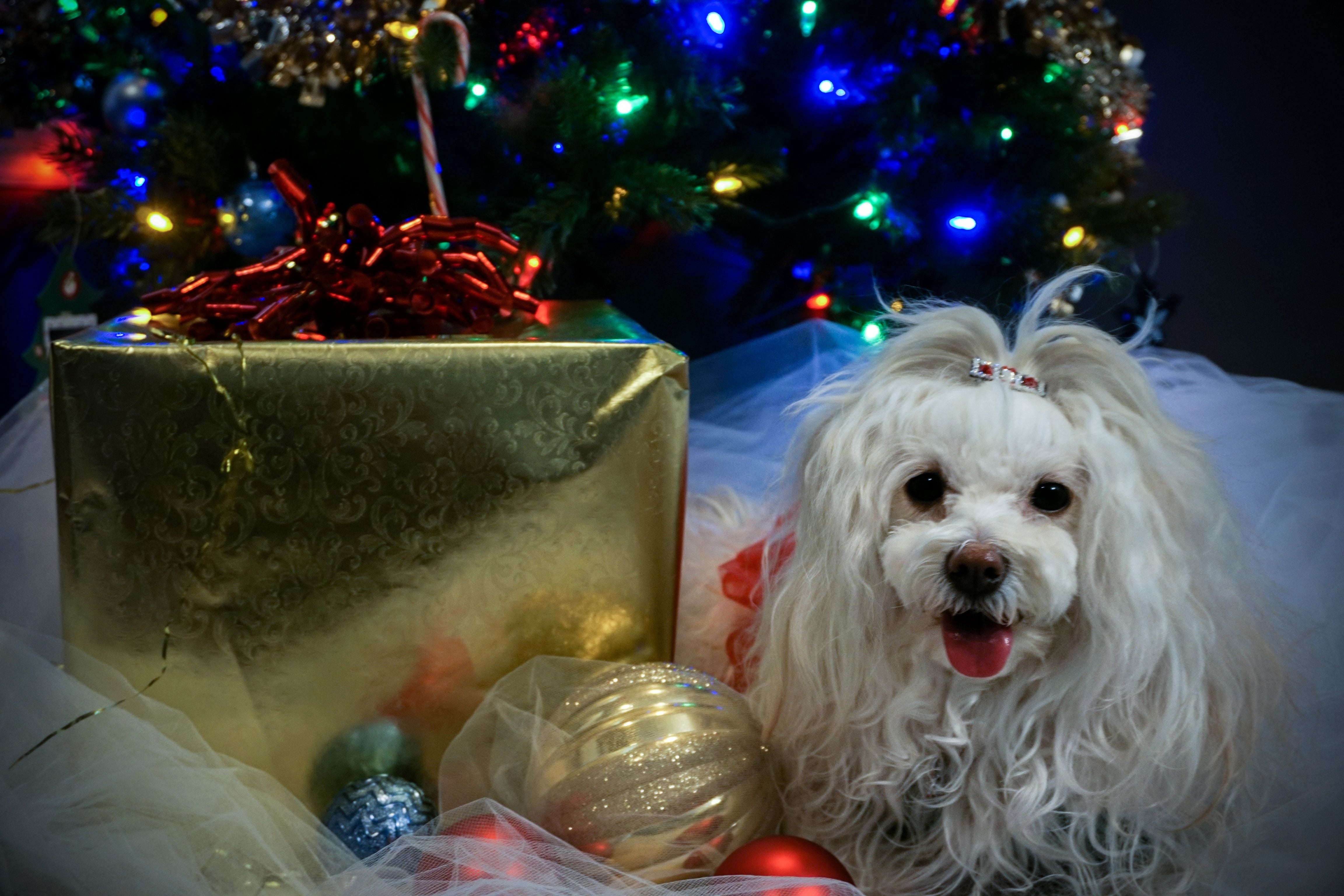 Holiday! Apparel for Small Dogs | Teacup's Paw Couture