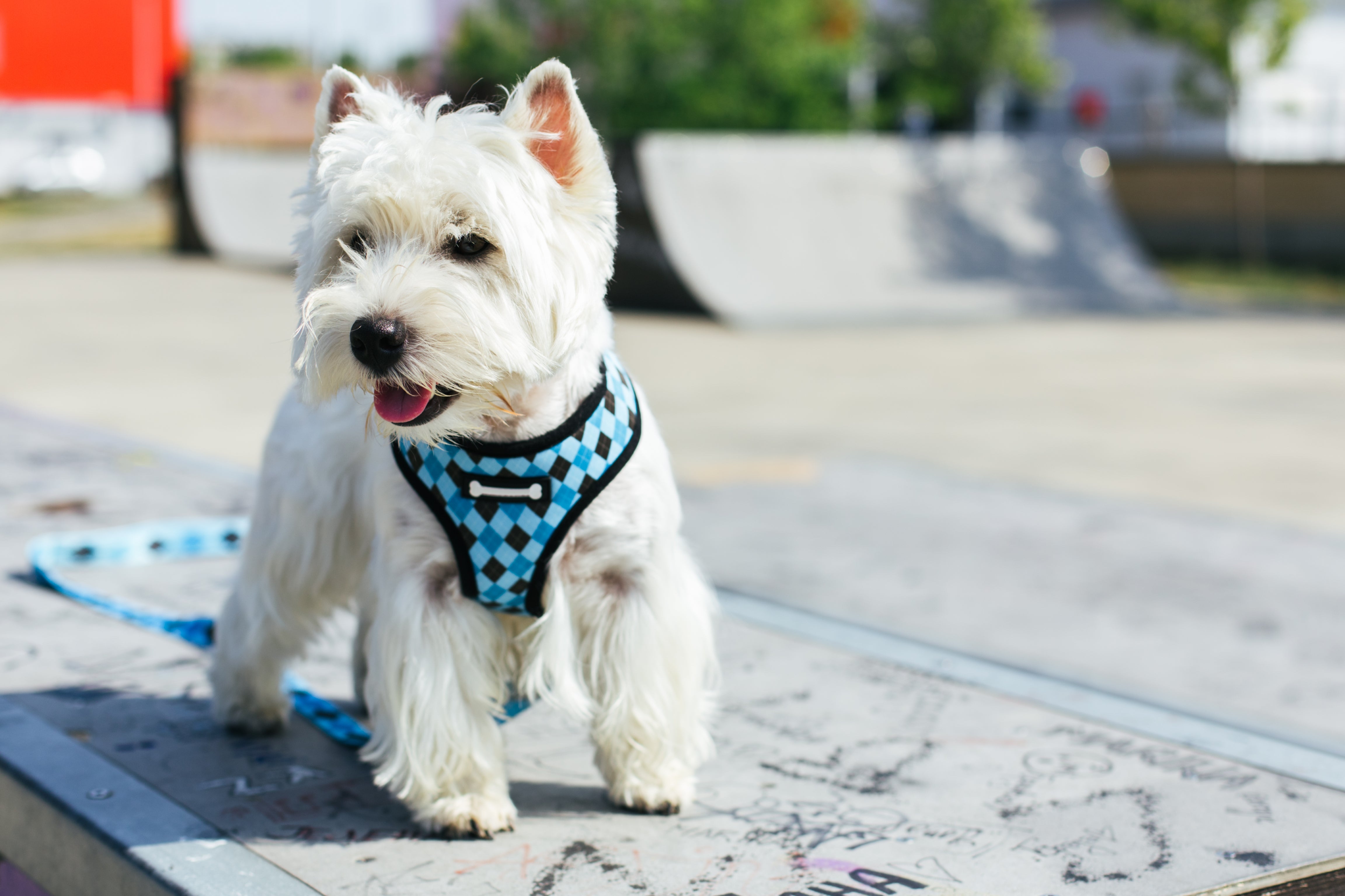 PoisePup Collar Melting Hearts - Small