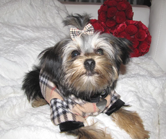 Love and Roses Couture Doggie Sweater