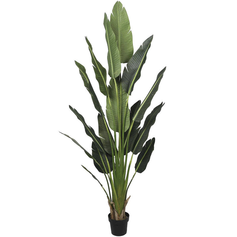 PLANTA AVE DEL PARAISO 220 CM - Theodora cl