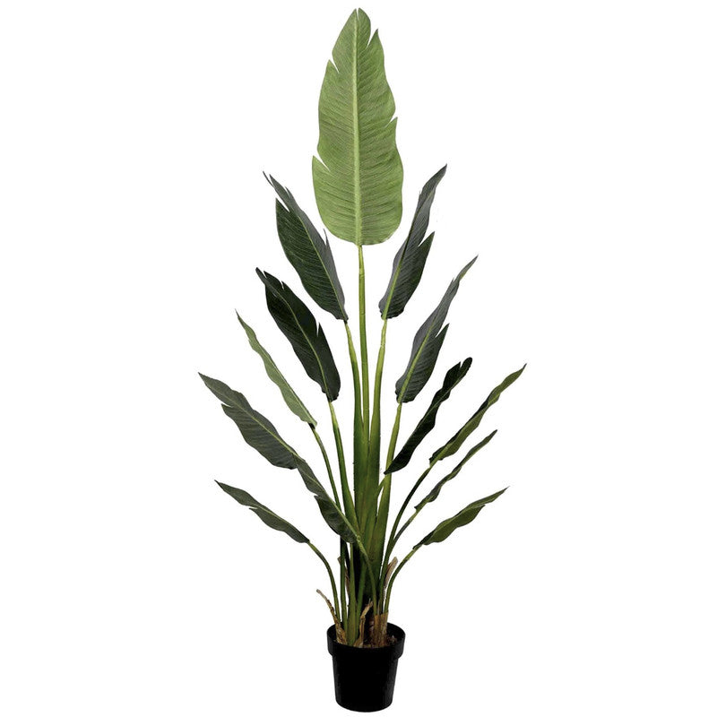 PLANTA AVE DEL PARAISO 170 CM - Theodora cl