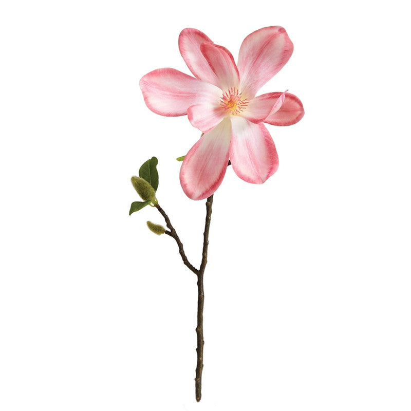 MAGNOLIA JAPONESA ROSADA 41 CM - Theodora cl