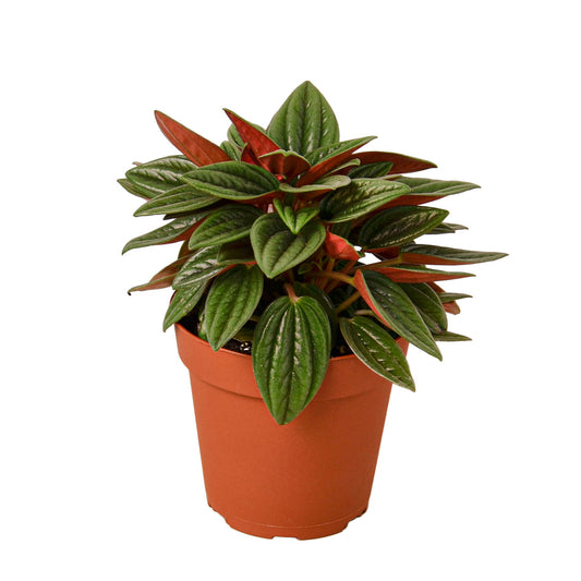 Peperomia nitida 'Cupid' – Leaf & Clay