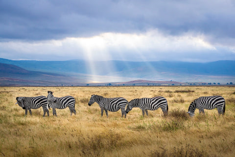 Zebras on African wild plains