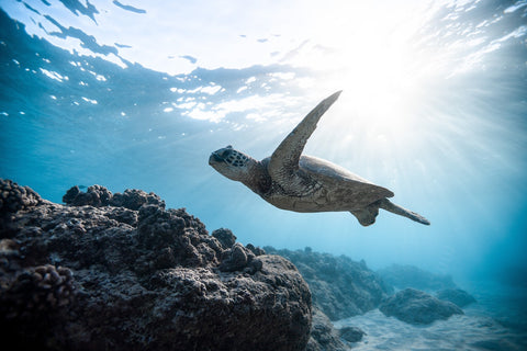 Turtle underwater 