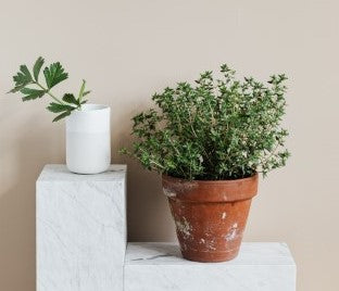 Easy herbs to grow indoors