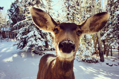 Deer on Ice