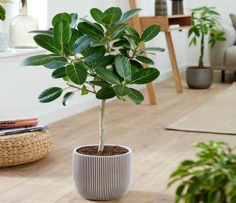 Ficus Benghalensis