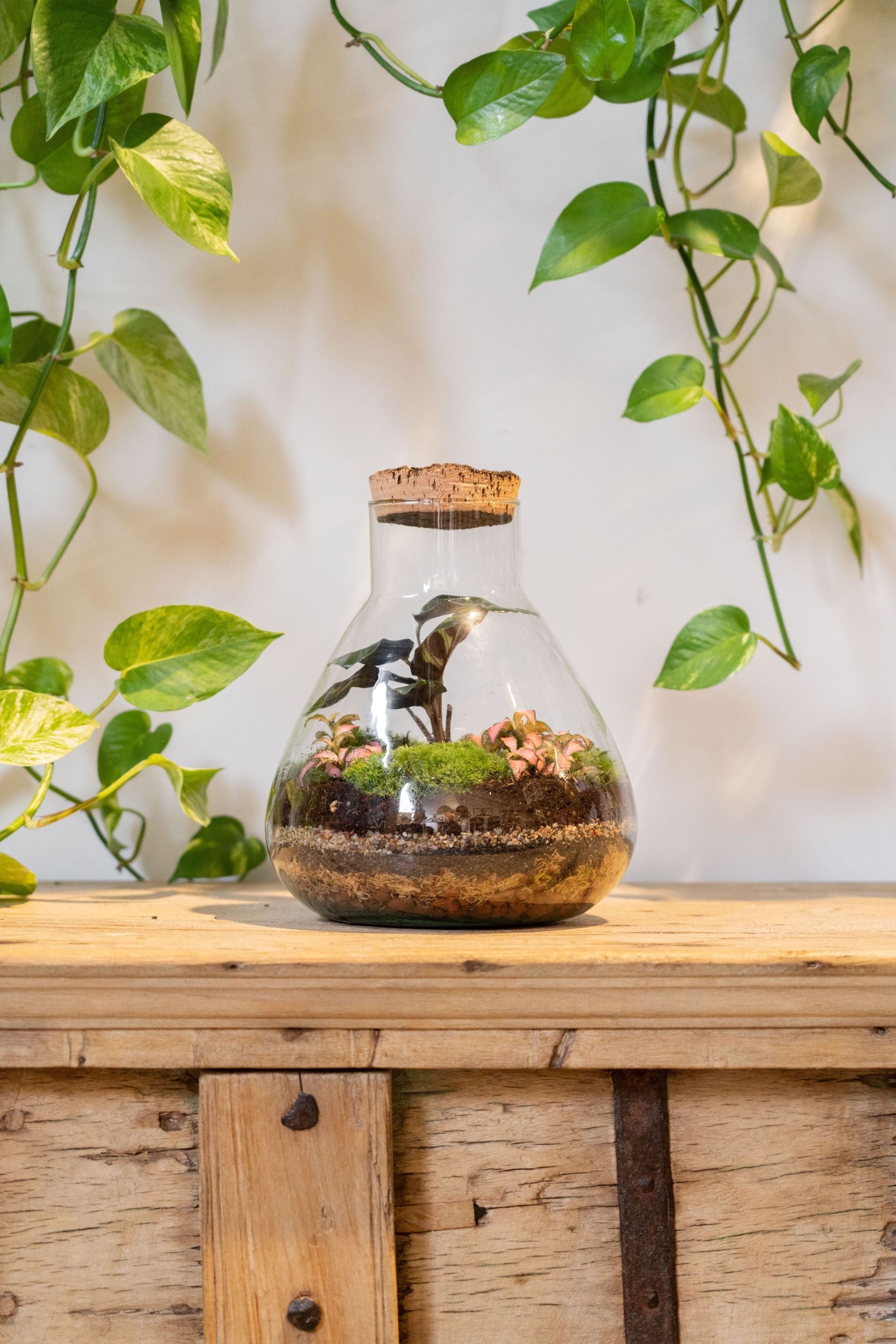 www.huayna.com.pe - 人気満点 春風 Natural terrarium 爬虫類/両生類