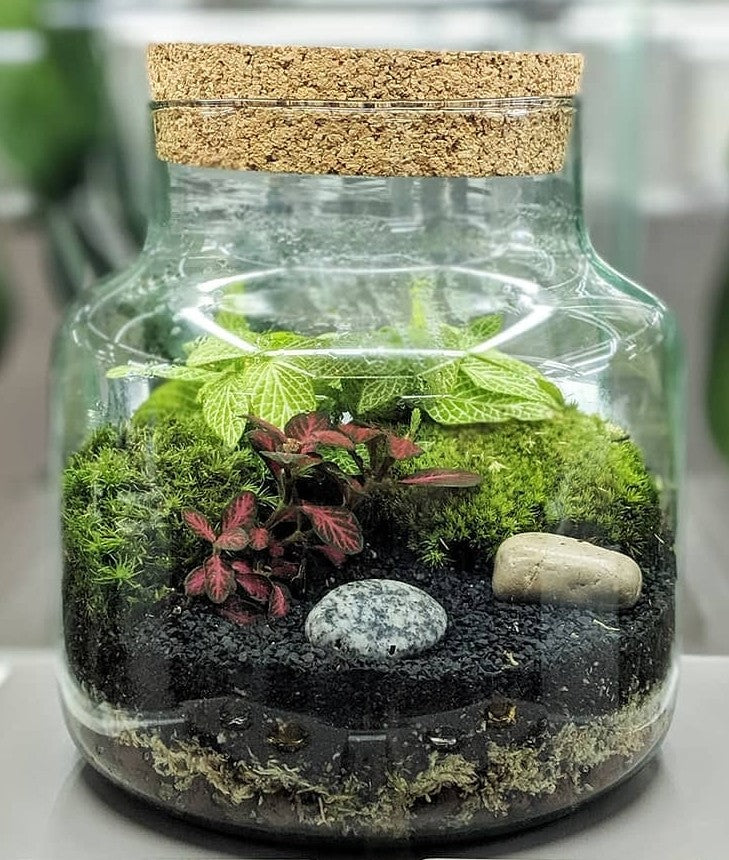 DIY Terrarium Kit with Live Moss Plant and 9 Glass Bottle Jar Container  Planter | Closed Moss Terrarium with Lid (Ball Cork) | Full Set Indoor  Garden