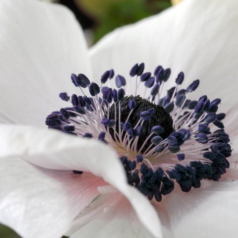 White Anemone Flowers Sydney