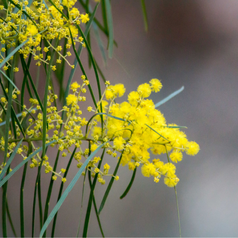 sydney florist australian natives