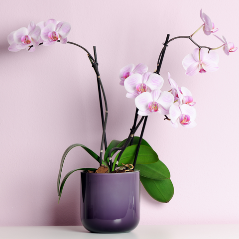 Sydney florist Phalaenopsis Orchid