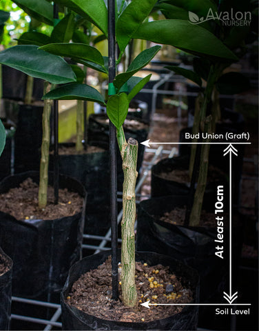 Ensure that the bud union (graft) is at least 10cm above the soil level