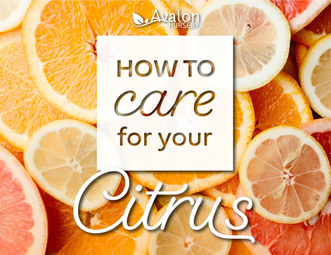 How to Care for your Citrus blog post