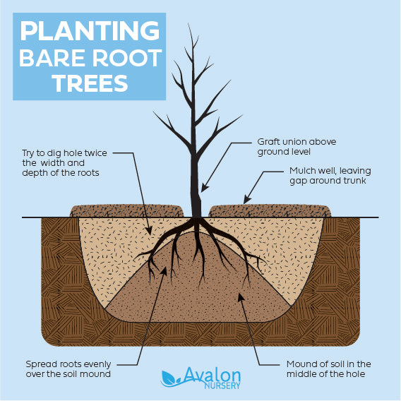Planting bare root trees diagram