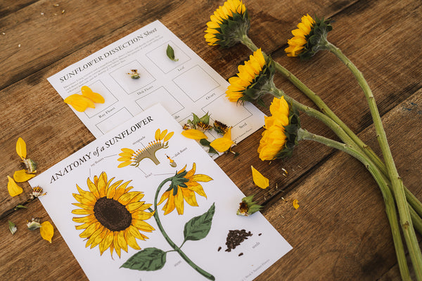sunflower nature activity for kids