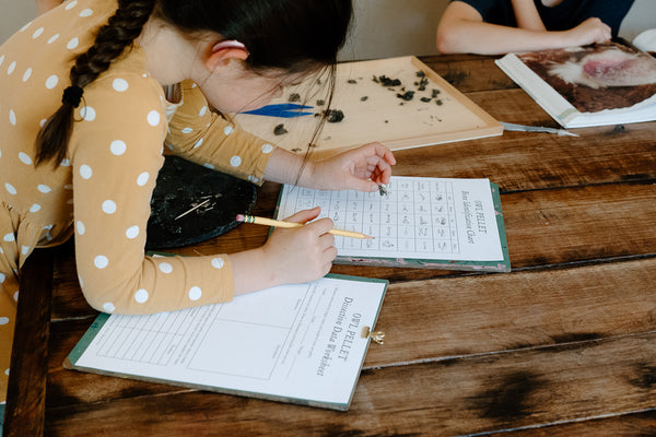 owl pellet dissection activity for kids