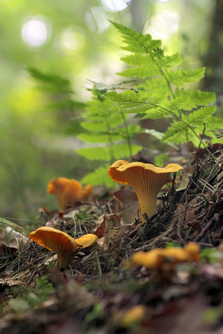 Chanterelle mushroom forager finds in the forest