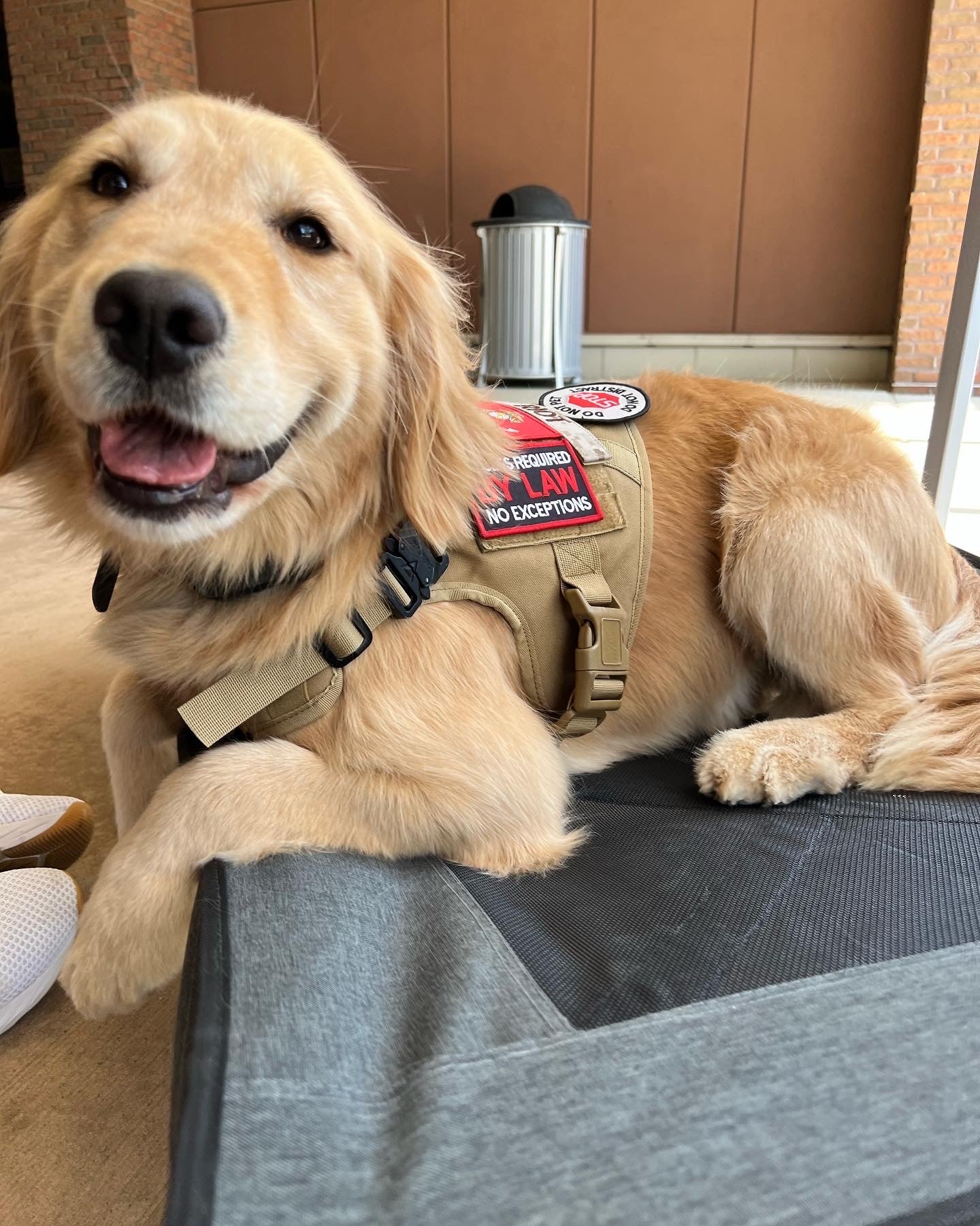 Riot, the Rescue 22 Foundation service dog, golden retriever