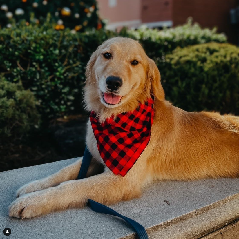 Riot, the Rescue 22 Foundation service dog, golden retriever