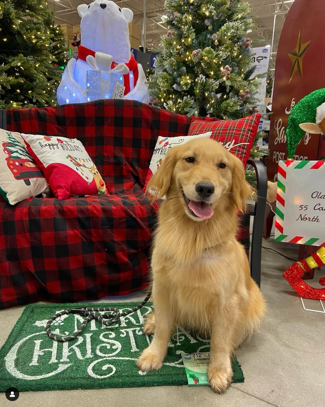 Riot, the Rescue 22 Foundation service dog, golden retriever