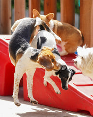 Dogs playing on dog playground equipment at doggie daycare