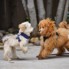 Two dogs playing with each other at doggie daycare